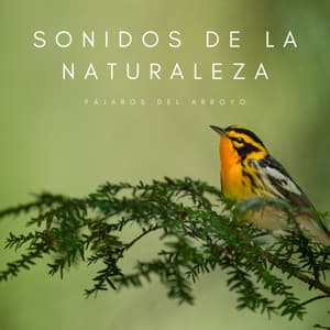Sonidos De La Naturaleza: Pájaros Del Arroyo - Masajes Spa