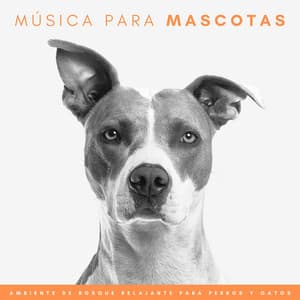 Música Para Mascotas: Ambiente De Bosque Relajante Para Perros Y Gatos - Naturaleza del norte