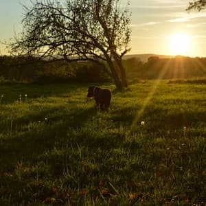 Background Music for Doggy Moments - Music for Dogs Radio