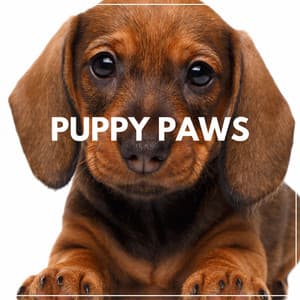 Puppy Paws - Puppy Music