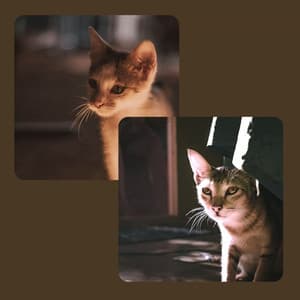 Ambiance for Cutest Kittens - Cat Music Experience