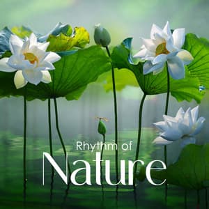 Rhythm of Nature - Natural Meditation Guru