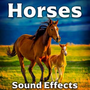 Horses Sound Effects - Sound Ideas