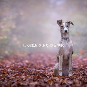 しっぽふりふりの目覚め - Hotel Jazz Music