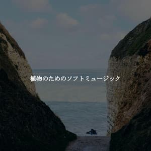 植物のためのソフトミュージック - Sunday Morning Jazz Radio