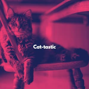Cat-tastic - Cat Music