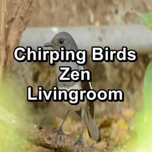 Chirping Birds Zen Livingroom - Nature Bird Sounds