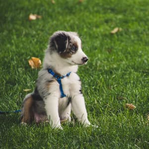 Paws and Piano: Rainy Dog Serenity Sonata - Raindrops for Calming Dogs