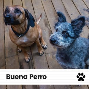 Buena Perro - Biblioteca de Música Para Mascotas