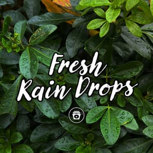 Fresh Rain Drops - ASMR Rain Sounds