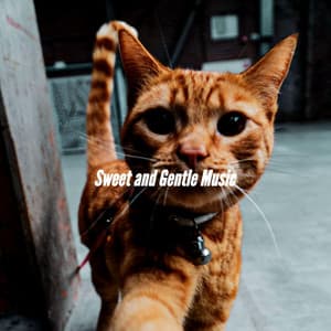 Sweet and Gentle Music - Smooth Jazz New York Collective