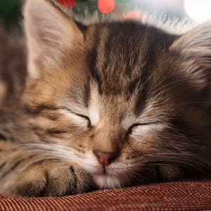 Música Serena Para Gatos En Calma - Melodías para Gatos Dormidos