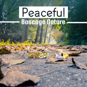 Peaceful Boscage Nature - Nature Sounds Universe
