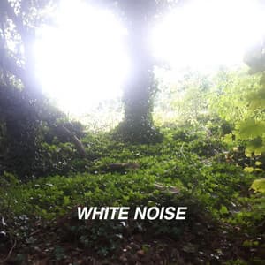 White Noise and Rain Collection - White Noise Collectors