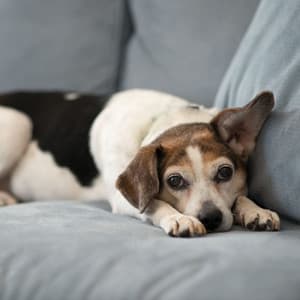 Chill Paws: Soothing Sounds for Dogs Relaxation and Comfort - Musica Relajante Specialistas