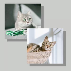Bgm for The Happiest Cats - Cat Music Studio