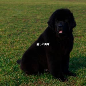 癒しの肉球 - Evening Jazz Relaxation