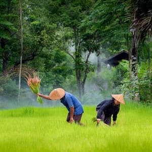 Meditative Rain: A Binaural Journey for Inspired Work - Binaural Beats System