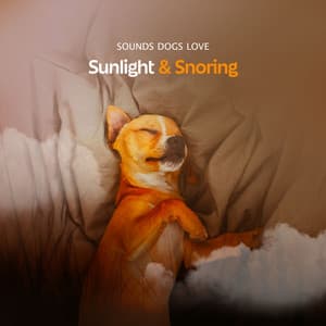 Sunlight & Snoring - Sounds Dogs Love