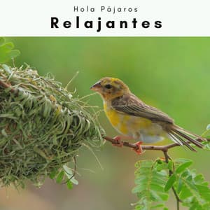 3 2 1 Relajantes - Hola Pájaros