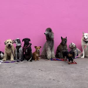 Melodic Woofs: Piano Compositions for Dogs - Puppy Sleeping Sounds