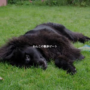 わんこの散歩ビート - Harlem Jazz Guitar Quartet