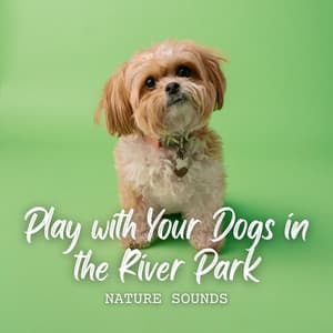 Nature Sounds: Play with Your Dogs in the River Park - Calm Waves Water