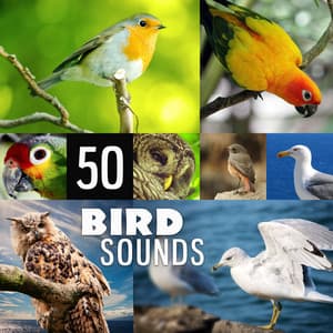 50 Bird Sounds: Pure Echoes of Relaxing Nature - Absolutely Relaxing Oasis