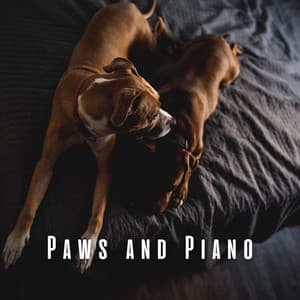 Paws and Piano: Soft Piano Tunes for Relaxed Dogs - Coffee Shop Piano