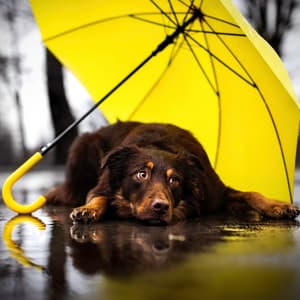 Thunderous Rainy Bliss: Umbrella Melodies for Peaceful Dogs - Global Thunderstorm Project