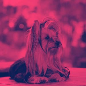 Background Music for Eager Hounds - Music for Pets Playlist