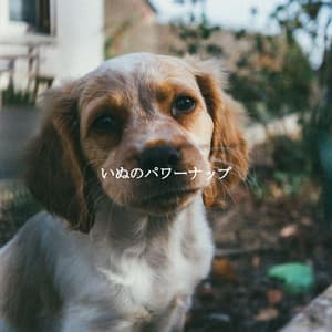 いぬのパワーナップ - Smooth Jazz New York