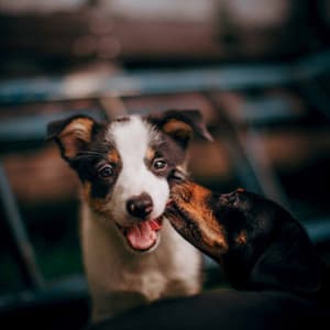 Relaxing Background for Kind Puppies - Good Dog Music