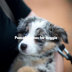 Peaceful tunes for doggie - Calm Cafe Lounge