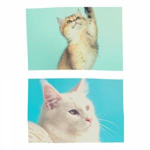 Background Music for Scratching Kittens - Calming Music for Cats