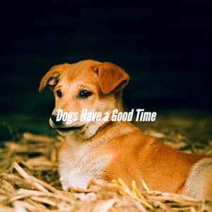Dogs Have a Good Time - Agradable Musica Relajante para Perros