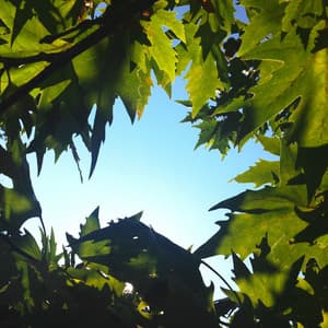 Nature's Tranquil Canopy: Serene Melodies Under Open Sky - Essential Nature Sound