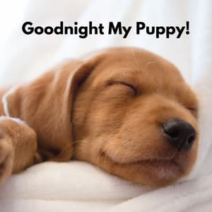 Goodnight My Puppy! - Sunday Morning Music