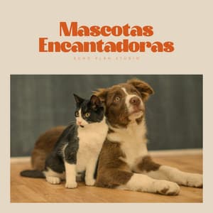 Mascotas Encantadoras - Mascotas tranquilas