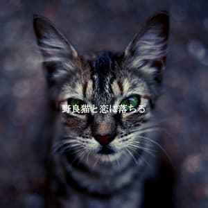 野良猫と恋に落ちる - Slow Jazz