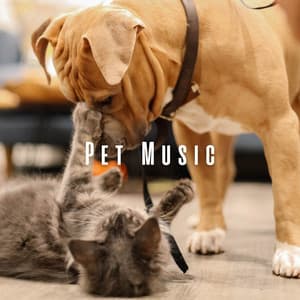 Pet Music: Melodies for Animal Love - Reiki for Animals