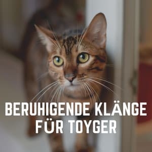 Beruhigende Klänge für Toyger - Katzenmusik