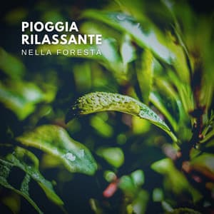 Pioggia Rilassante nella Foresta - Pioggia rilassante
