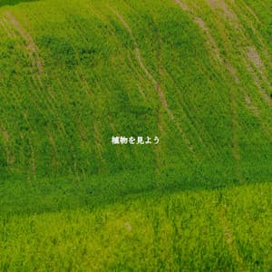 植物を見よう - Background Jazz Music