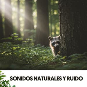 Sonidos Naturales y Ruido: Aire puro en melodía - Ruido Blanco Hart