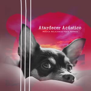 Atardecer Acústico - Música Relajante para Perros