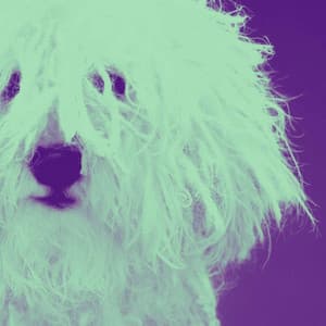 Music for Doggo Relaxing - Chill My Pooch