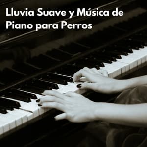 Lluvia Suave Y Música De Piano Para Perros - La lluvia es mi vida
