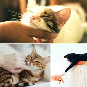 Music for Favorite Kittens - Cat Music Hour