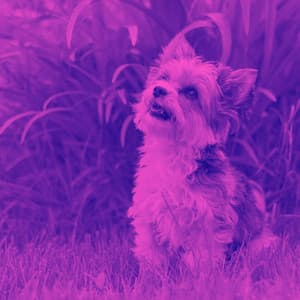 Bgm for Anxious Hound - Happy Calm Jazz for Dogs